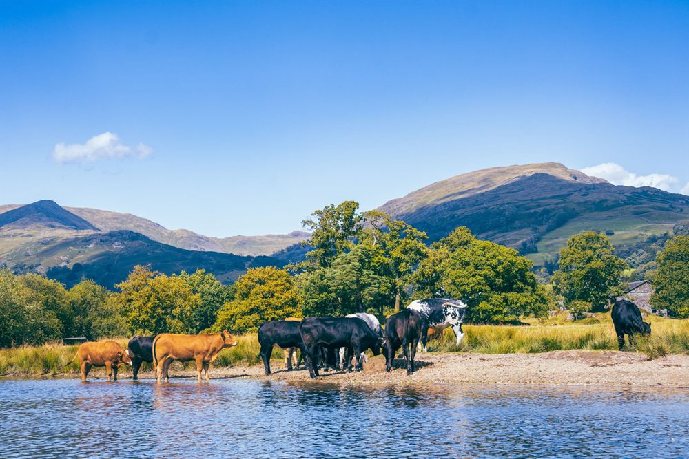 Cattle in a Lake District lake